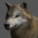 Wolf Pose Tool 3D