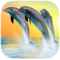 Dolphin Live Wallpapers