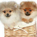 Pomeranian Spitz Dogs Wallp