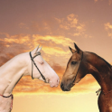 Животные Лошади Обои