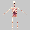 Birikis Skeleton