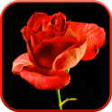 Blooming Rose 3D Video Theme