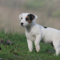 Jack Russell Terrier Dogs Wall