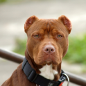 American Pit Bull Terrier Wall