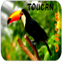 Toucan Bird Sounds
