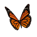 Animated 3D Butterfly