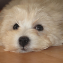 Maltipoo Dogs Wallpapers
