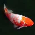 Koi fish zen