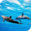 Los Delfines Fondos Animados
