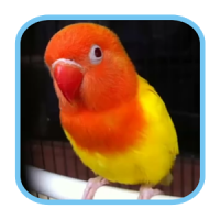 Masteran Kicau Burung LoveBird