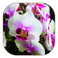 orquídea blanca live wallpaper
