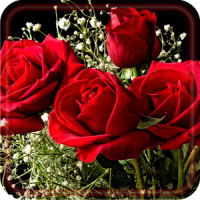 Red Roses Love live wallpaper
