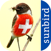 All Birds Switzerland
