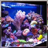 Aquarium Ideas