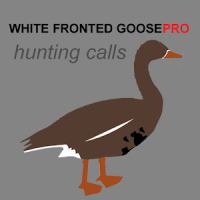 White Fronted Goose Calls USA