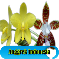 Orchids in Indonesia