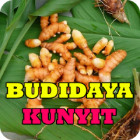 Budidaya Tanaman Kunyit