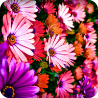 Colorful Flower Wallpaper
