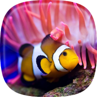 Ocean Fish Live Wallpaper Animated Aquarium