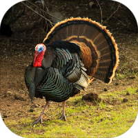 Turkey (Animal) Calling & Sounds