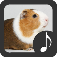 Guinea Pig Sounds