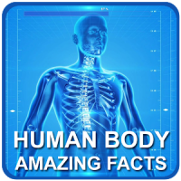 Amazing Facts About Human Body