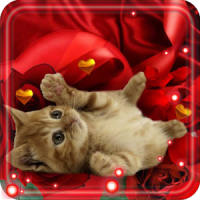 Valentine Kitty