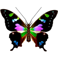 Butterfly 3D Slot