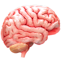 VR Human Brain