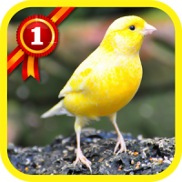 Canary Birds