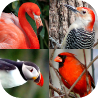 Aves del mundo