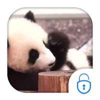 Cute Panda Locker Live Theme