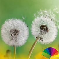 Dandelion Flowers XZ Theme