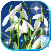 Snowdrops of Forest