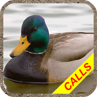 Duck hunting calls Pro