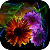 Flowers Backgrounds HD