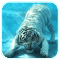 Wild Diving Tiger HD Wallpaper