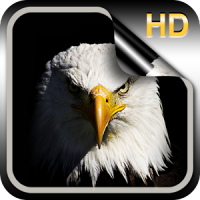 Eagle Live Wallpaper HD