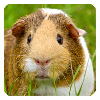 Fondo dePantalla de Guinea pig