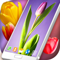 Tulip Wallpapers Spring 4K Live Wallpaper