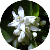 Florida Wildflowers