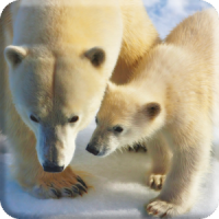 Polar Bears Live Video Wallpaper