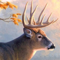 live deer wallpapers
