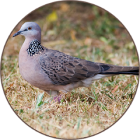 Spotted dove sound