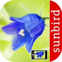 Blumen Id Automatik + Fotoerkennung für Wildblumen