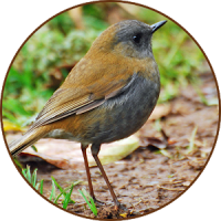 Nightingale oiseaux Sounds