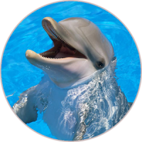 Dolphin (Animal) Sounds