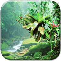 Dschungel Hintergrundbilder