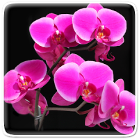 Orchid Live Wallpaper