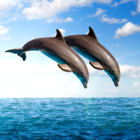 Delfine leben Tapeten